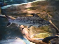 フィダルゴ f