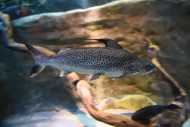 フィダルゴ f