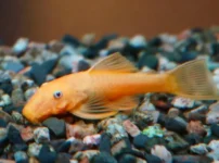 ブルーアイゴールデンブッシープレコ f