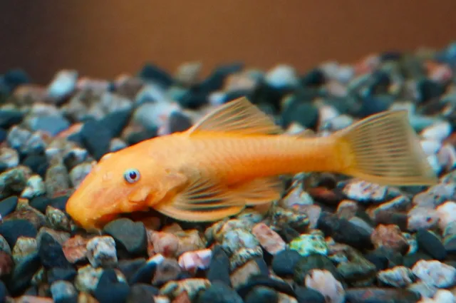 ブルーアイゴールデンブッシープレコ f