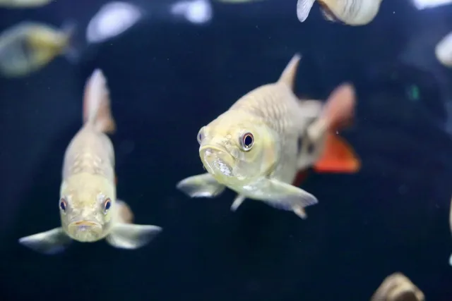 コームスケールレインボー f