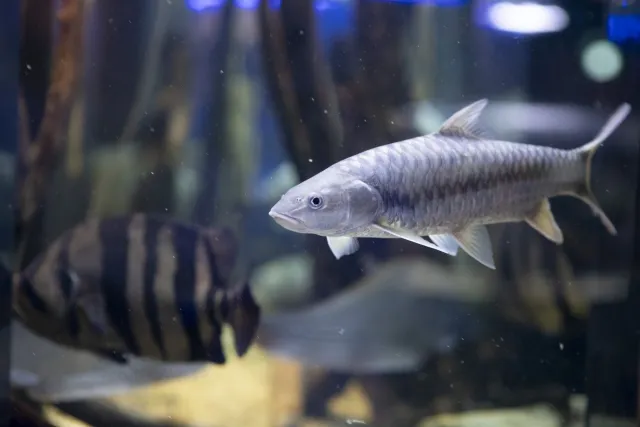 ゴールデンマハシール f