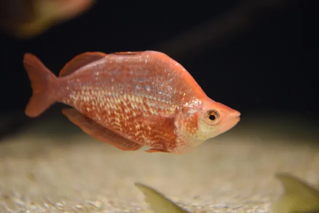 コームスケールレインボー f