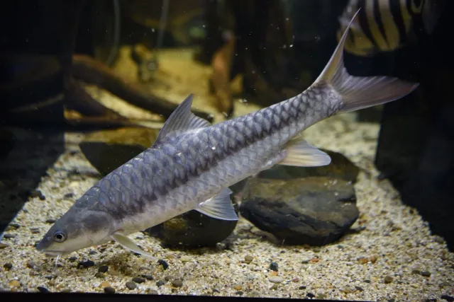 ゴールデンマハシール f