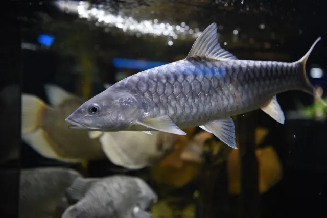 ゴールデンマハシール f