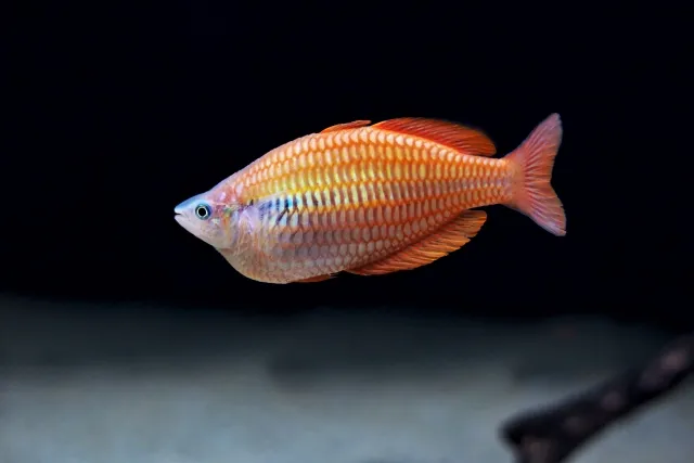 コームスケールレインボー f