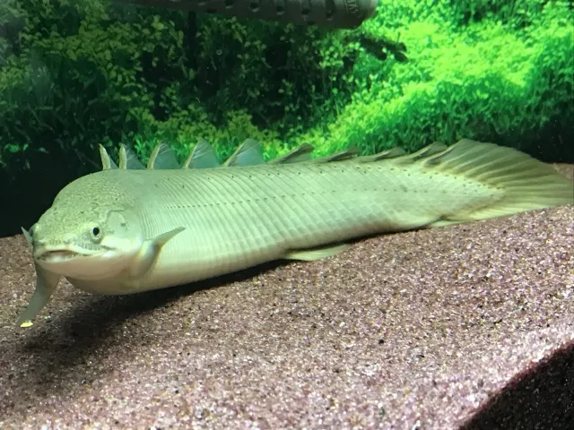 ポリプテルスセネガルス