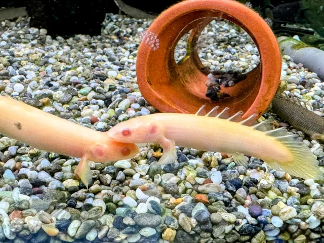 ポリプテルスセネガルス