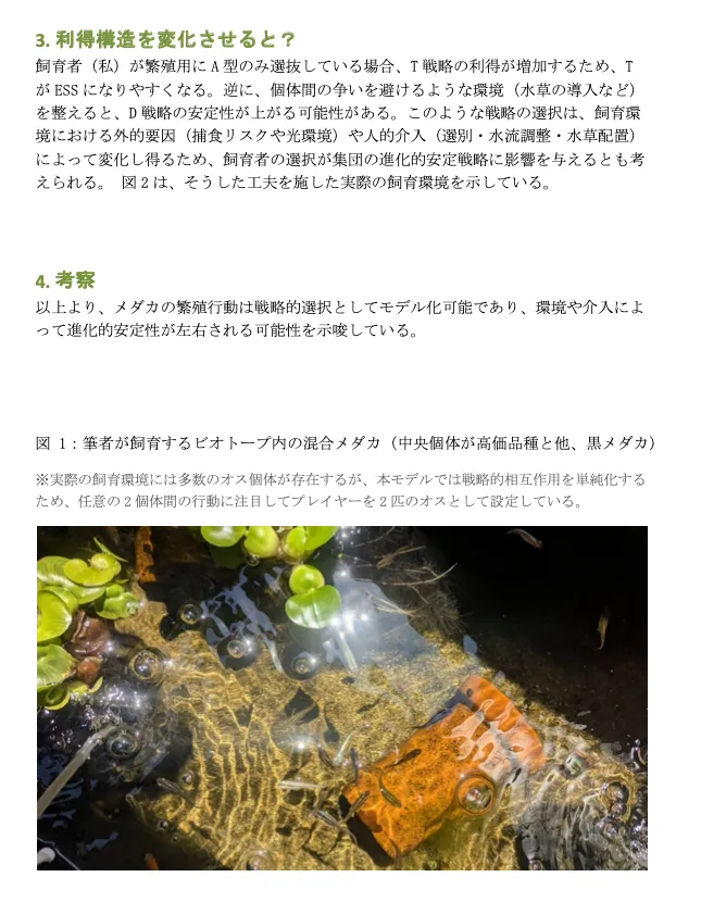 ビオトープ内におけるメダカの繁殖行動と戦略的相互作用