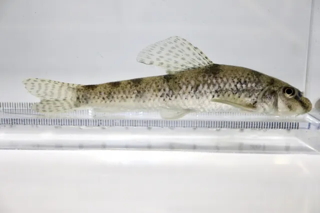 ツチフキ 川魚 f