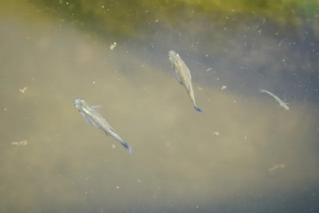 水路を泳ぐカダヤシ3 f