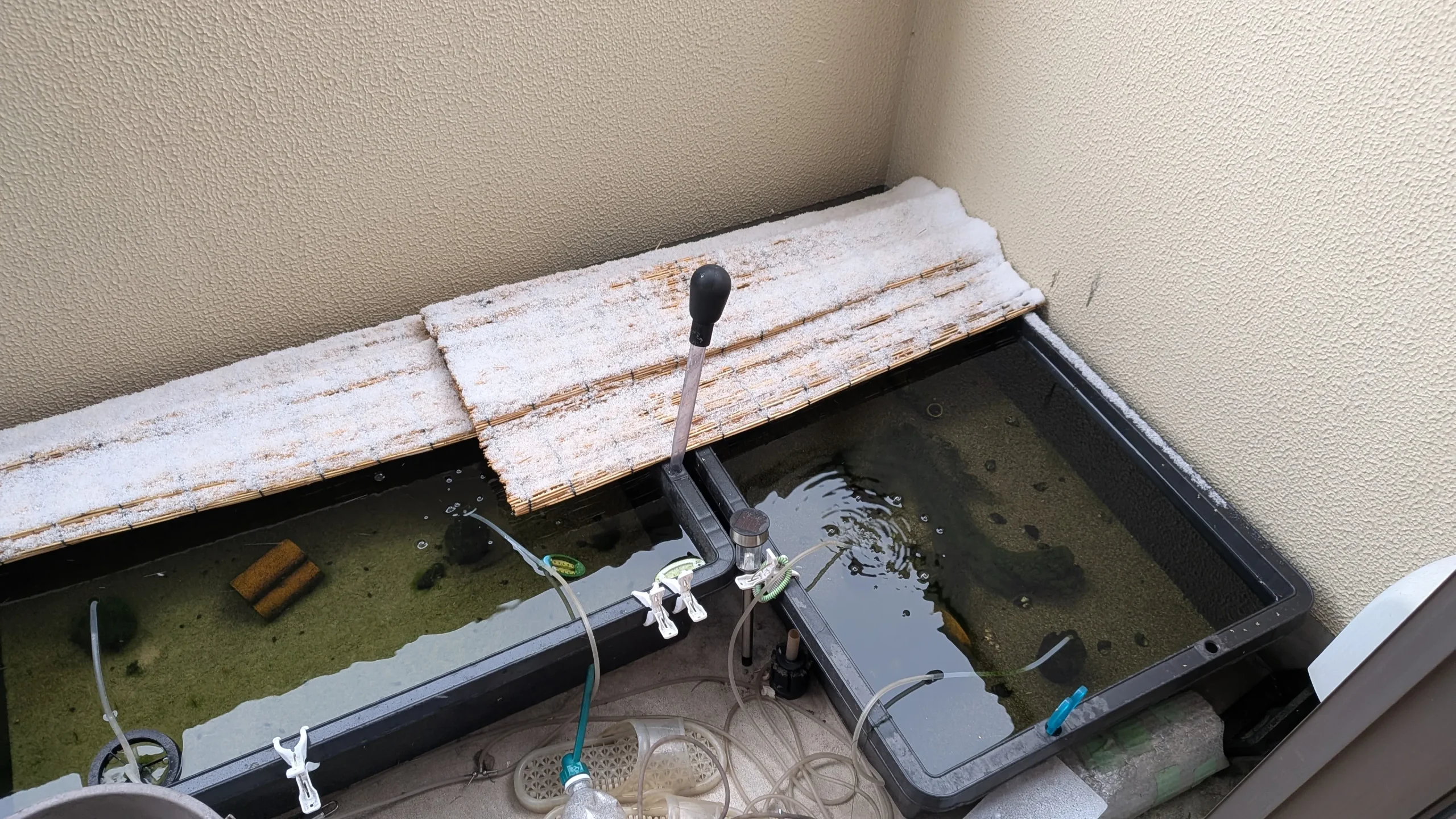 自宅のビオトープ